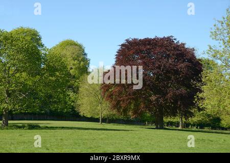 Arbre de hêtre en cuivre, au printemps. Parc Wollaton Banque D'Images