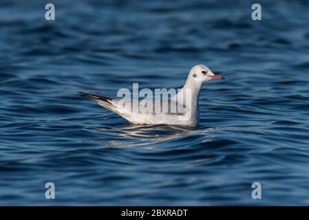 Chroicocephalus ridibundus. Oiseaux qui se reproduisent dans des colonies, des lacs avec des roseaux et des zones marécageuses, le long de la côte. Ils migrent quand il fait froid et se nourrissent sur les terres agricoles. Porto de Lobos. Atouguia da Baleia. Ville de Peniche. Portugal Banque D'Images