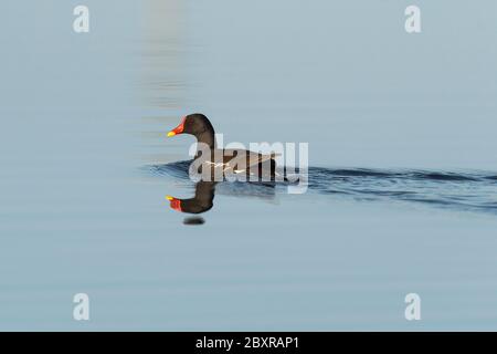 Reproduz-se em lagos, com vegetação. Podem invernar para Norte e migram para a Europa. Nidificam em canas secas. Porto de Lobos. ETAR. Atouguia da Baleia. Cidade de Peniche. Portugal. ETAR. Porto de Lobos. Atouguia da Baleia. Peniche. Portugal 27-2-2020. Nome cientifico - Nom scientifique - (Gallinula chloropus). Banque D'Images