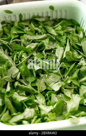 Un panier de feuilles de wolfberry et de légumes verts à feuilles lavées Banque D'Images