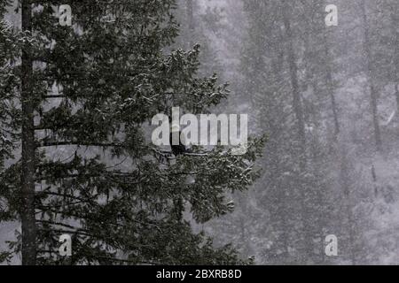 La teinte pâle de l'hiver vue à l'horizontale de l'aigle à tête blanche et de la forêt de pins dans la neige tombe au lac coeur d'Alene, dans l'Idaho. Banque D'Images