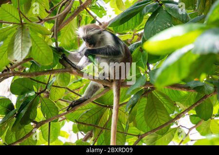 Singe rouge sauvage de Colobus assis sur la branche et manger des feuilles dans la forêt tropicale de Zanzibar Banque D'Images