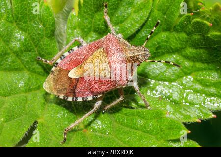 Coccinelle (Dolycoris baccarum) Sussex, jardin britannique Banque D'Images