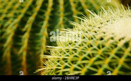 Cactus , bateau à quille, golden barrel cactus Banque D'Images