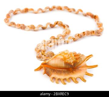 Collier de coquillages de mer Banque D'Images