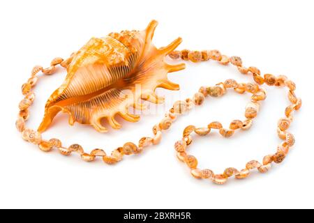 Collier de coquillages de mer Banque D'Images