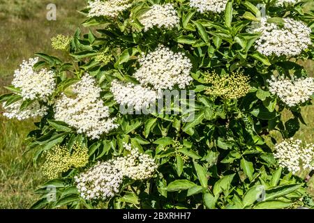 Elderflower en fleur près du village de Cutsdean, dans les Cotswolds, au Royaume-Uni Banque D'Images