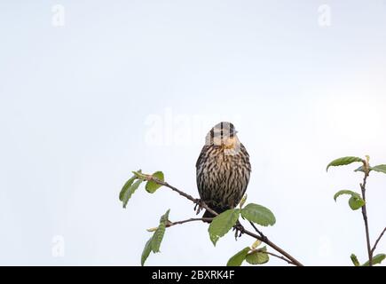 Une femelle à ailes rouges, perchée sur une branche verdoyante avec un fond bleu ciel. Banque D'Images