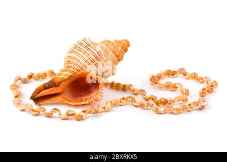 Collier de coquillages de mer Banque D'Images