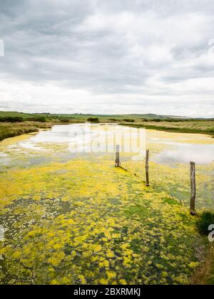 Plaines inondables de Cuckmere Haven, South Downs, Angleterre. Vue sur les plaines de Cuckmere Haven dans l'est du Sussex, sur la côte sud de l'Angleterre. Banque D'Images