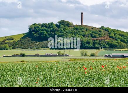 East Lothian, Écosse, Royaume-Uni, 8 juin 2020. Météo britannique : le soleil se couche et s'allume sur les coquelicots d'un champ avec la tour victorienne au sommet d'une colline, le monument Hopetoun sur la colline de Byres, au loin. Banque D'Images