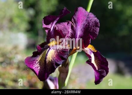 Iris Germanica Sen Lac (Iris barbu) Banque D'Images