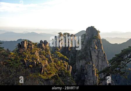 Huangshan Mountain dans la province d'Anhui, Chine. Vue au lever du soleil depuis le point de vue du Pavillon Dawn avec un affleurement rocheux et des pins. Banque D'Images