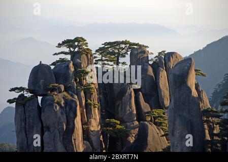 Huangshan Mountain dans la province d'Anhui, Chine. Vue au lever du soleil depuis le point de vue du Pavillon Dawn avec un affleurement rocheux et des pins. Banque D'Images