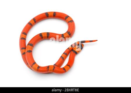 Serpent à lait hondurien isolé sur fond blanc Banque D'Images