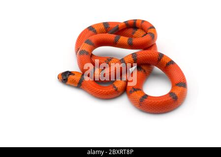 Serpent à lait hondurien isolé sur fond blanc Banque D'Images