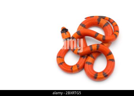 Serpent à lait hondurien isolé sur fond blanc Banque D'Images