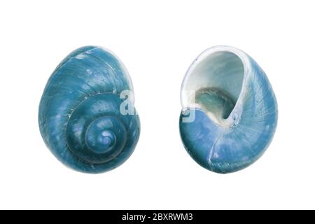 Deux coques en spirale Nautica bleues sur fond blanc avec chemin de coupure Banque D'Images