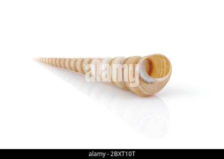 Coquille de tarière Terebridae sur blanc avec reflet Banque D'Images