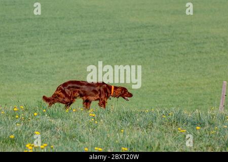 Magnifique Setter irlandais brillant, à la recherche d'un pré de printemps. Le Setter rouge irlandais est un chien de chasse au cœur. Banque D'Images