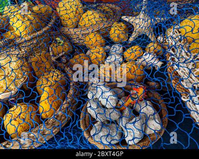 MARCHÉ DE PALMA STALLE éponges de mer naturelle ponce et Starfish sous filet de pêche en exposition à la vente marché extérieur de rue Palma de Majorque Banque D'Images