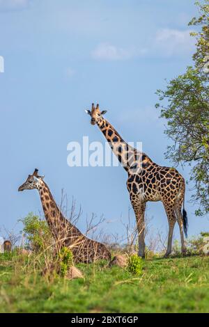 Deux girafes de Rothschild ( Giraffa camelopardalis rothschild), l'une couchée, l'autre debout, Murchison Falls National Park, Ouganda. Banque D'Images