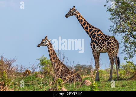 Deux girafes de Rothschild ( Giraffa camelopardalis rothschild), l'une couchée, l'autre debout, Murchison Falls National Park, Ouganda. Banque D'Images