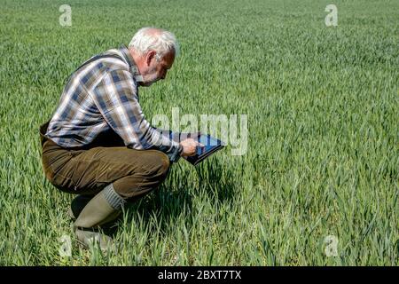 Un agriculteur se croupe sur le champ de blé avec son ordinateur tablette. Banque D'Images