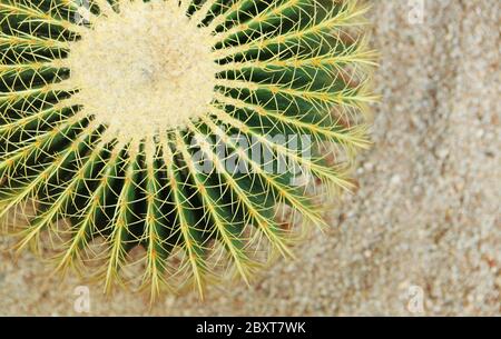 Cactus , bateau à quille, golden barrel cactus Banque D'Images