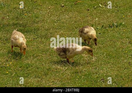 oies et bernaches fourrages pour nourriture dans l'herbe. Banque D'Images