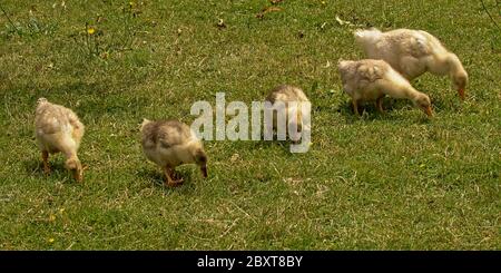 oies et bernaches fourrages pour nourriture dans l'herbe. Banque D'Images