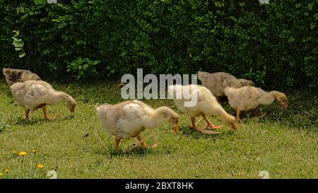 oies et bernaches fourrages pour nourriture dans l'herbe. Banque D'Images