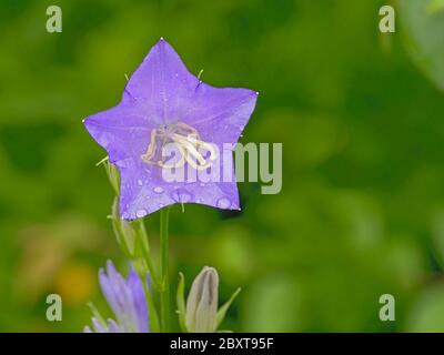 Gros plan sur le bellflower chinois - Platycodon grandiflorus. Banque D'Images