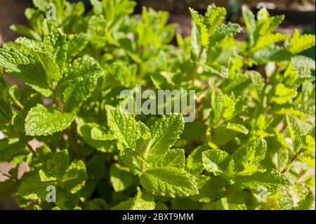 Bouquet luxuriant de nouvelles feuilles de menthe poivrée prenant dans le soleil lumineux Banque D'Images