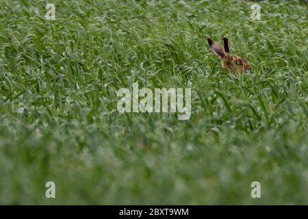 Lièvre brun (Lepus europeaus) assis dans un champ arable Banque D'Images