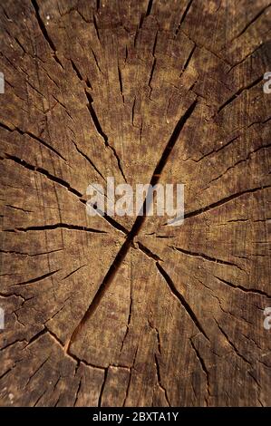 Coupe le bouleau argenté montrant le bois séché et les marques de scie originales dans le bois scié à texture rugueuse Banque D'Images