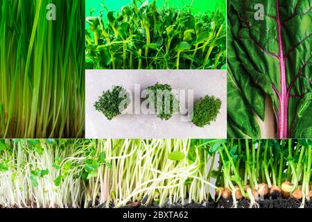 Collage d'assortiment frais de salade de verdure mixte biologique, micro pousses, mode de vie sain, concept de détox vert Banque D'Images