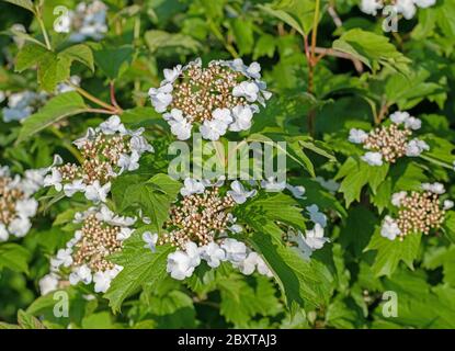 Boule de neige commune à fleurs, Viburnum opulus, au printemps Banque D'Images