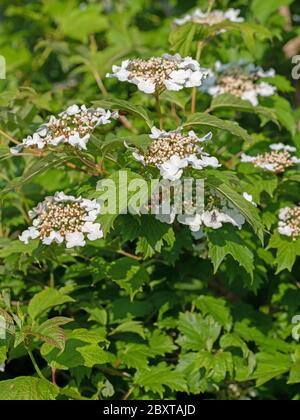 Boule de neige commune à fleurs, Viburnum opulus, au printemps Banque D'Images