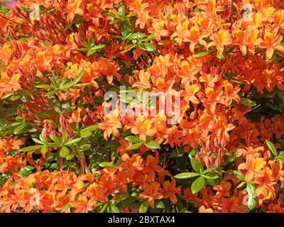 Rhododentron orange en fleurs au printemps Banque D'Images