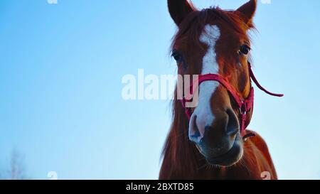 Jeune cheval châtaignier regardant dans l'appareil photo avec intérêt avec le commerce espace sur la gauche Banque D'Images