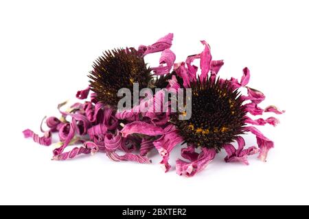 Fleurs d'échinacée séchées, isolées sur fond blanc. Pétales d'échinacée purpurea. Herbes médicinales. Banque D'Images