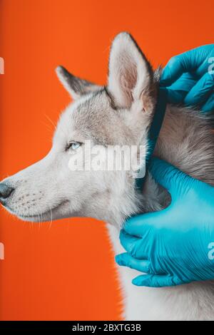 Porter un collier antiparasite sur un chien husky par un vétérinaire dans des gants stériles. Soins pour animaux. Prévention de l'encéphalite dans les hôpitaux vétérinaires. Banque D'Images