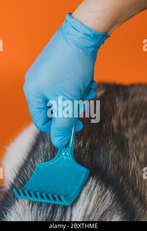 Gros plan d'une tondeuse peignant un chien Husky de Sibérie avec un peigne. Soins pour chiens dans une clinique vétérinaire. Banque D'Images