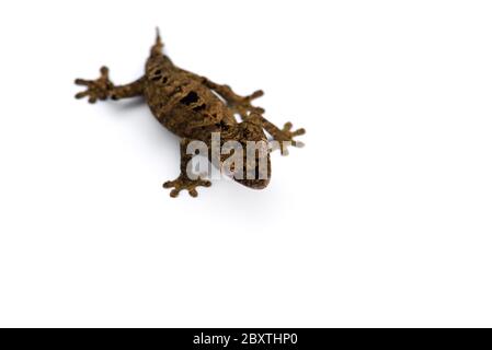 Le gecko à queue de feuille satanique isolé sur fond blanc Banque D'Images