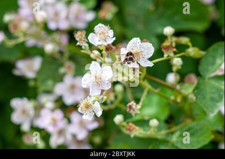 Bumblebee (Bombus terrestris) sur des fleurs rose pâle d'un buisson blackberry en juin, Royaume-Uni Banque D'Images