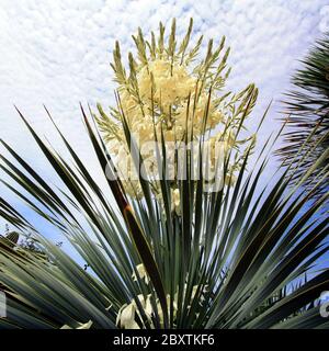 grande fleur de cactus blancs Banque D'Images