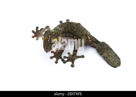 Gecko à queue de feuille de mousse isolée sur un bacille blanc Banque D'Images