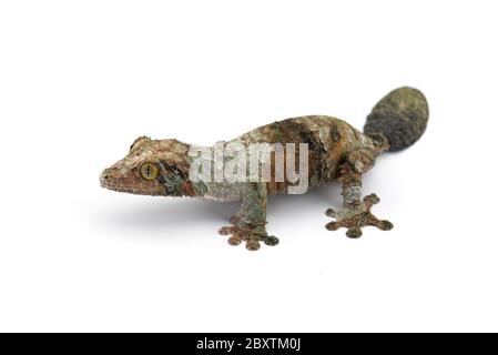 Gecko à queue de feuille de mousse isolée sur un bacille blanc Banque D'Images