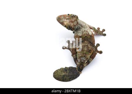 Gecko à queue de feuille de mousse isolée sur un bacille blanc Banque D'Images